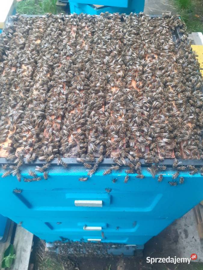 Matki pszczele HYG NieUnas Buckfast Odpornę na Warszawa