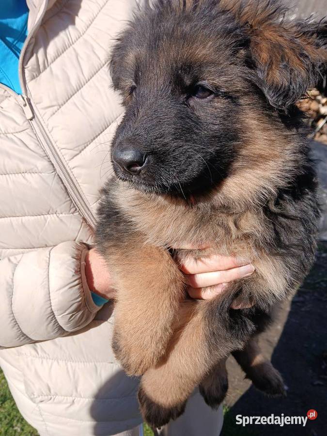 Sprzedam szczeniaki rasy owczarek niemiecki Owczarek Busko-Zdrój