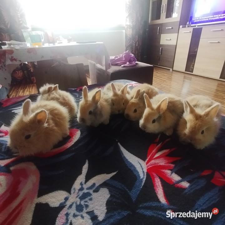 Królik miniaturka Rybnik