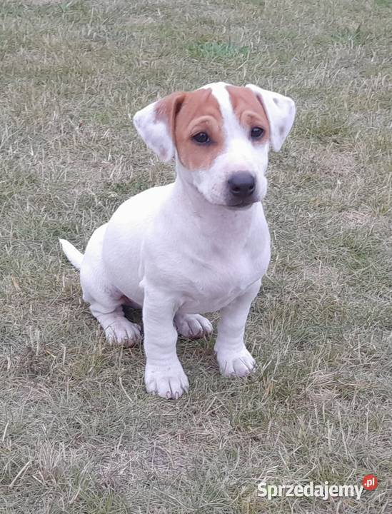 Jack Russell Terrier gotowe do odbiuru mazowieckie Zwoleń