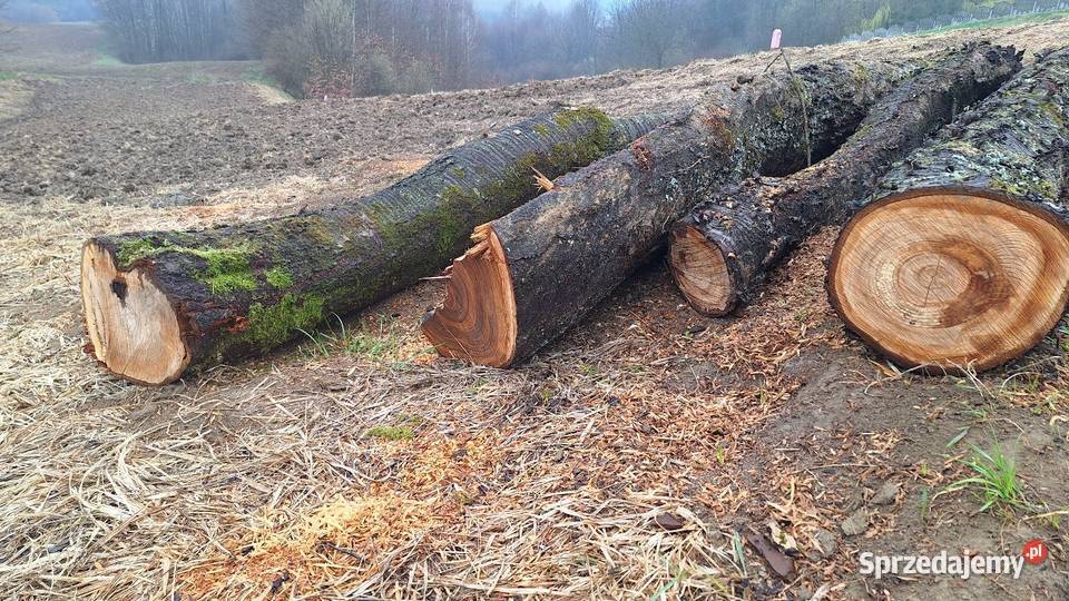 Czereśnia kłody Tarnów sprzedam