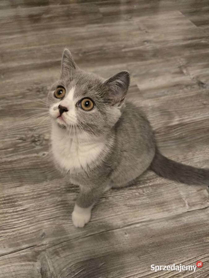 Kot Brytyjski kotka bikolor Poznań