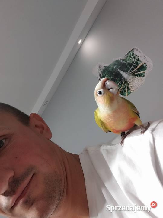 Papugi Rudosterki ręcznie karmione Szczerców