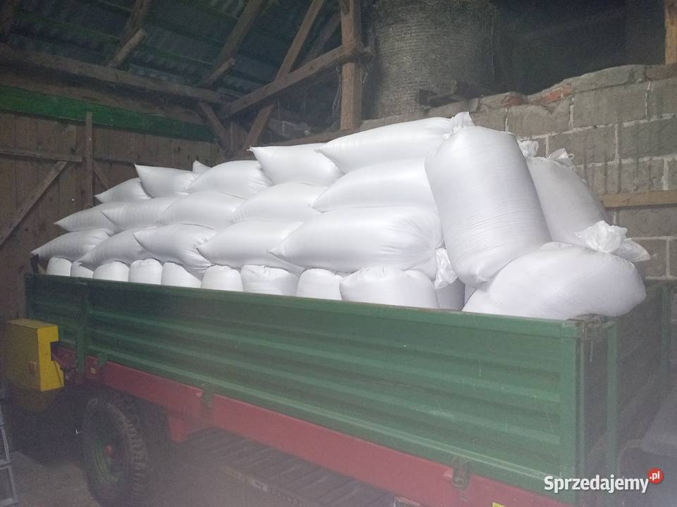 Pszenżyto ozime BORWO oczyszczone drobiu gołębi Dębicze sprzedam