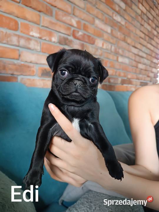 Mops szczeniaki Częstochowa