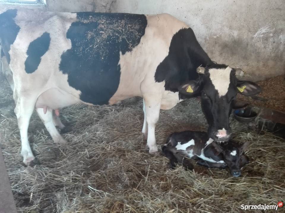 Sprzedam krowy