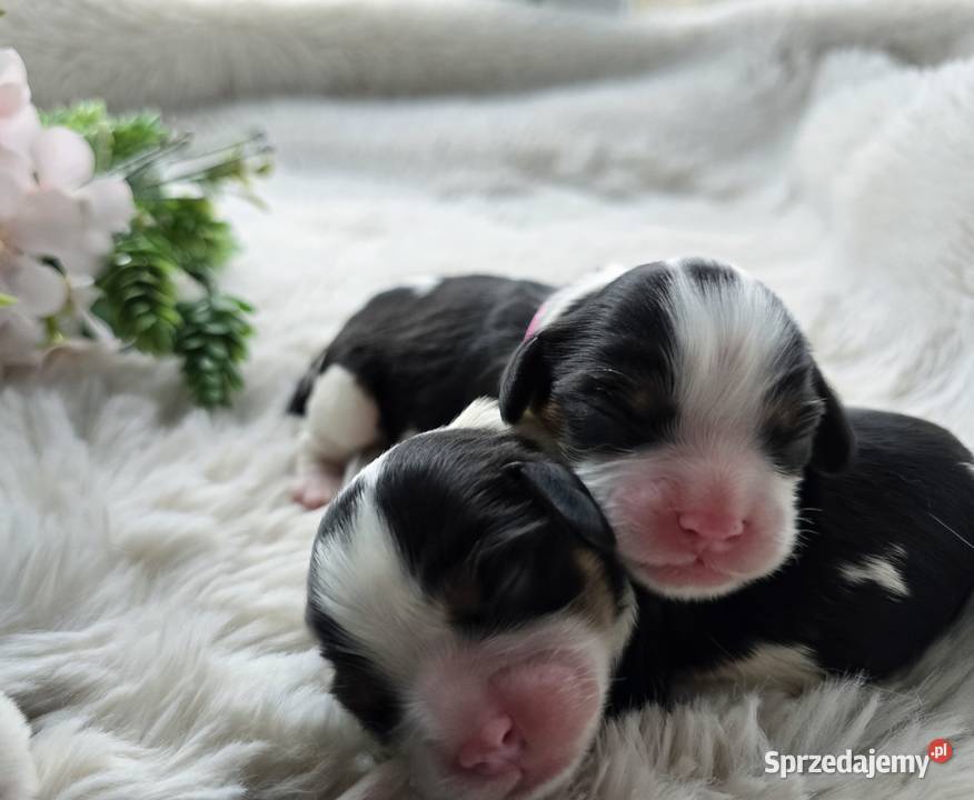 Piesek przebadanych genetycznie rodzicach Cavalier King Charles Spaniel małopolskie Nowy Sącz