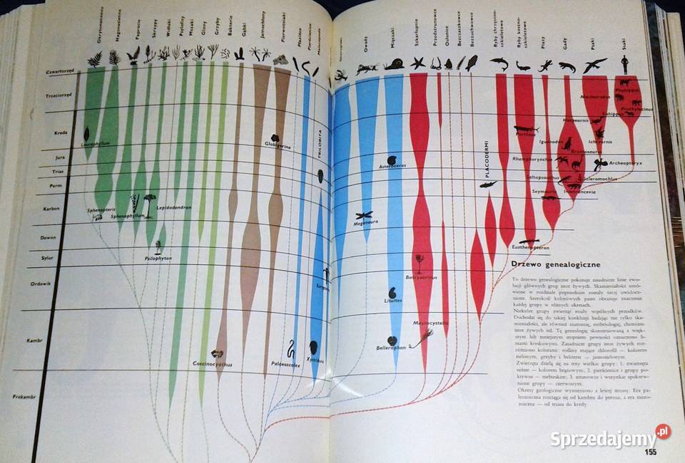 Ziemia rośliny zwierzęta praca zbiorowa Larousse lubelskie