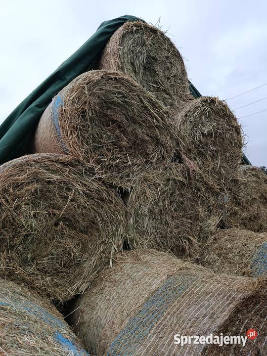 siano zbiór 2025 Radzyń Podlaski sprzedam