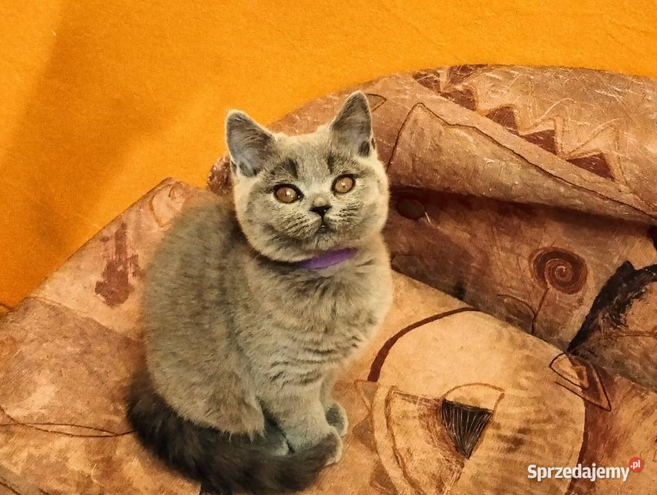 Piękne kocięta Rodowód Międzynarodowy FPL łódzkie Łódź