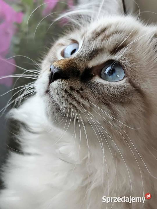 Kotki Neva masquerade FifeFPL