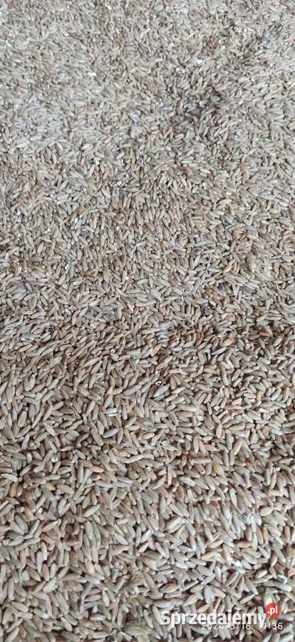 jęczmień ozimy czterorzędowy Żyto do siewu zbiór Wężerów sprzedam