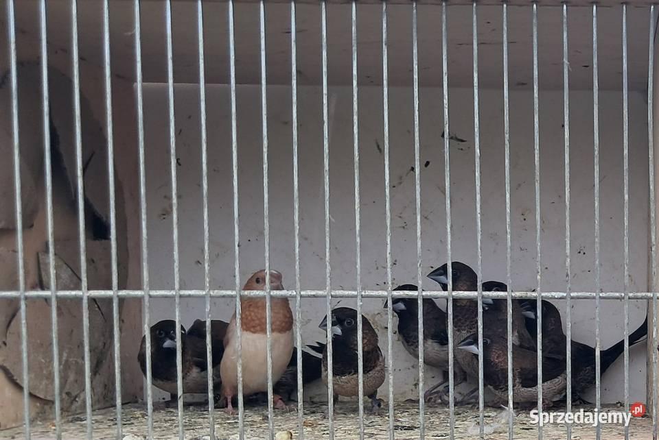 Drobna egzotyka zeberki ryżowce mewki Bochnia
