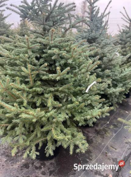Świerk srebrny 160180 w doniczce Producenta