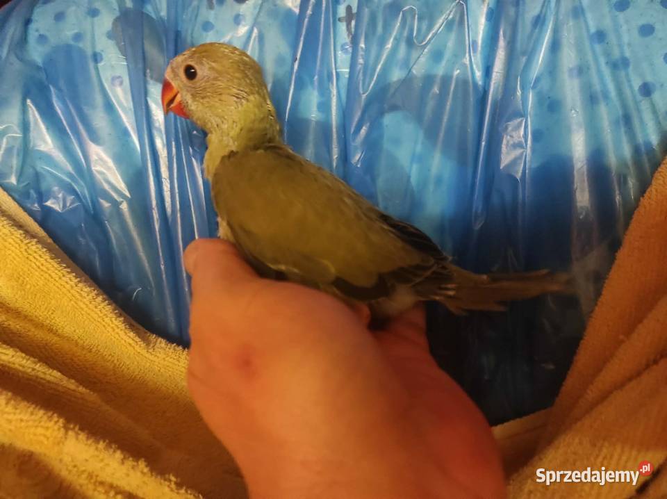 Aleksandretty pupil domowy sprzedam