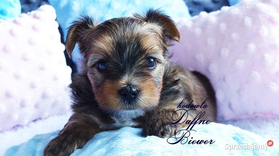 York Ocean Pearl Yorkshire Terrier śląskie