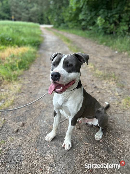 Reproduktor Amstaff Amstaff Bełżyce