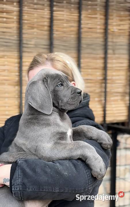 Cane Corso Szczenięta na sprzedaż Warszawa