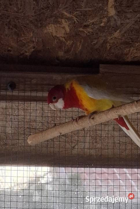 Rozella Białolica 2024 samiec Częstochowa