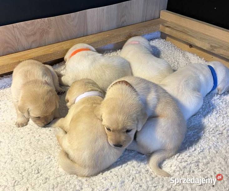Labrador retriever ZKwPFCI szczeniak wolny Labrador Toruń