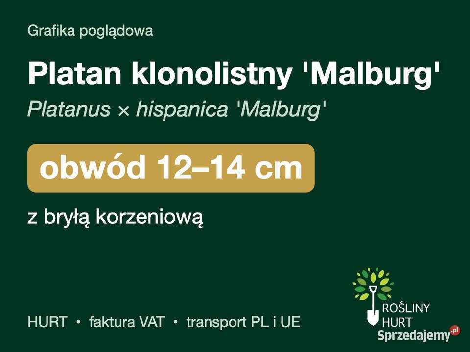 Platan klonolistny Malburg obwód 1214 z bryłą Rośliny