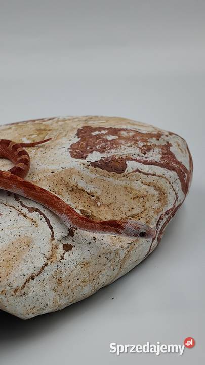 Piękny samiec węża zbożowego Bloodred Pied Sited warmińsko-mazurskie Olsztyn sprzedam