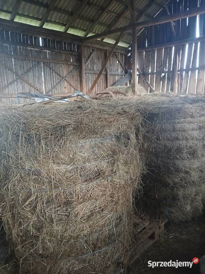 Siano w belach mazowieckie Podmyszadła