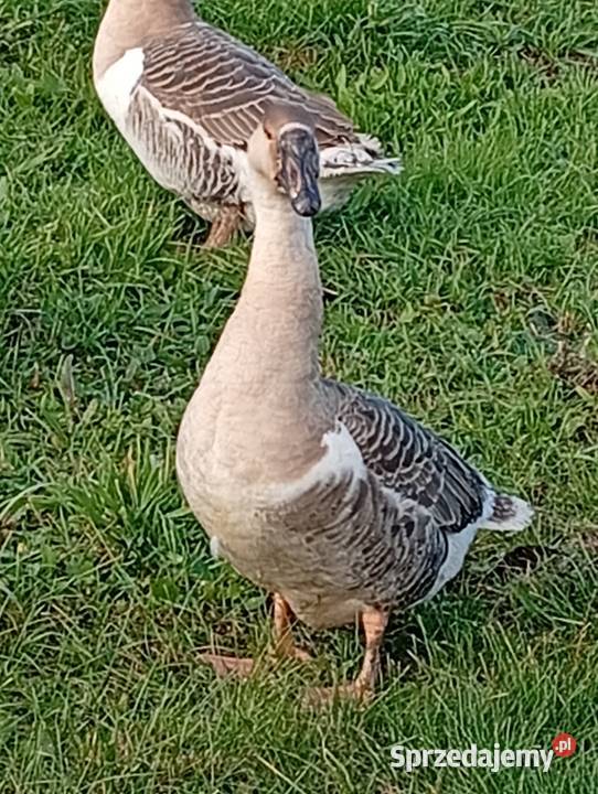 Gęsi landers i garbonose Lubiszyn