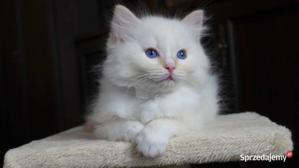 Kremowe i rude kocurki Ragdoll