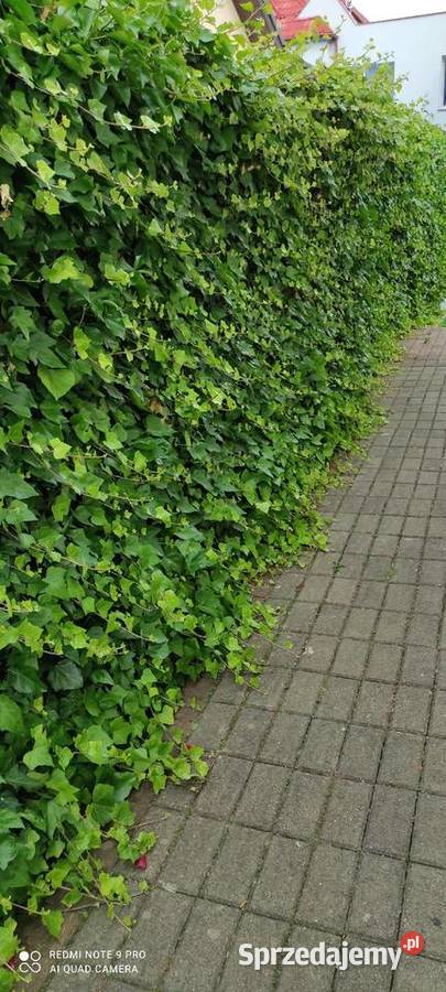 Duże bluszcze HEDERA helix Jasieniec