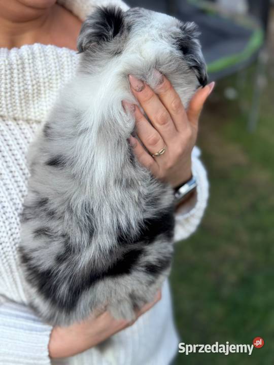 Border collie blue merle niebieskie oczy rodowód Dziekanów Leśny