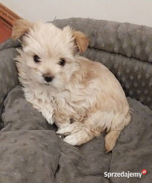 Samica Golddust Terrier białozłota