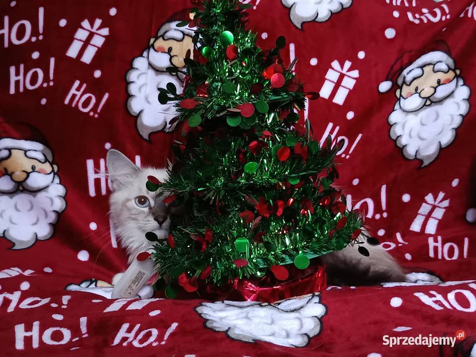 Koty Syberyjskie Neva Masquerade NINJA sprzedam