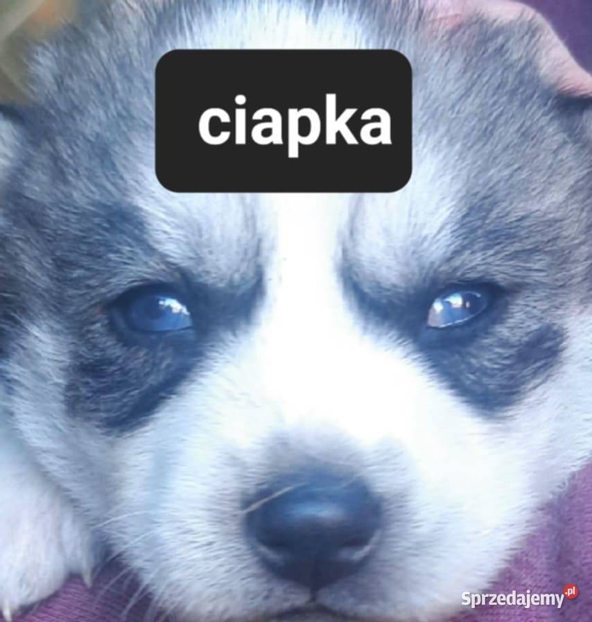 Syberiany husky mlode Reda