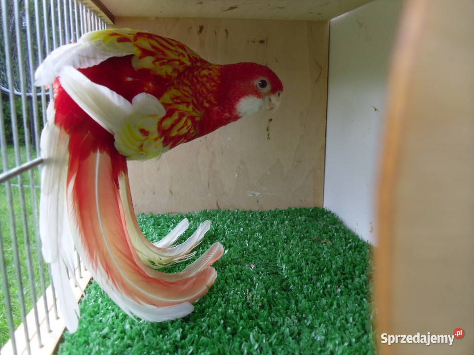 Rozella Rozelle Białolice Toszek