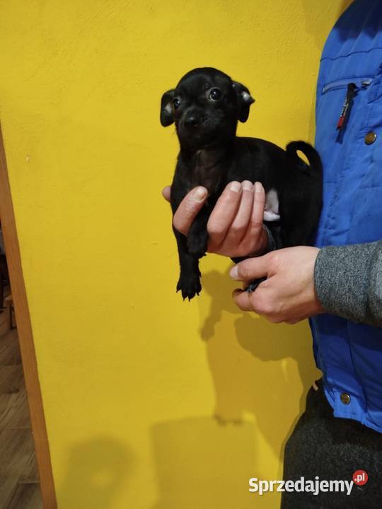 Piesek pinczerek Warszawa sprzedam