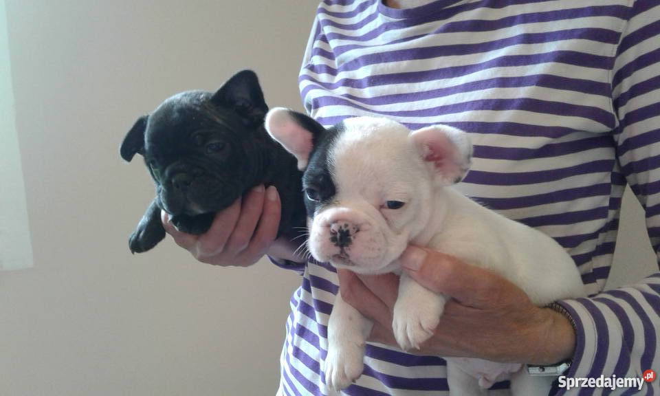 buldog francuski ZACHODNIOPOMORSKIE Psy zachodniopomorskie Stargard