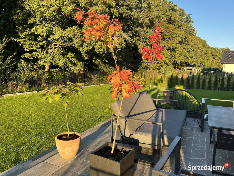 Sprzedam dęby czerwone 9 19 i 29 Jarocin