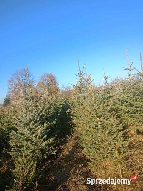 choinki świąteczne świerk srebrny zielony Zielone Michałów Rudnicki