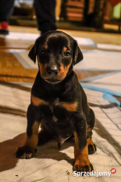 doberman szczeniaki Kraśnik