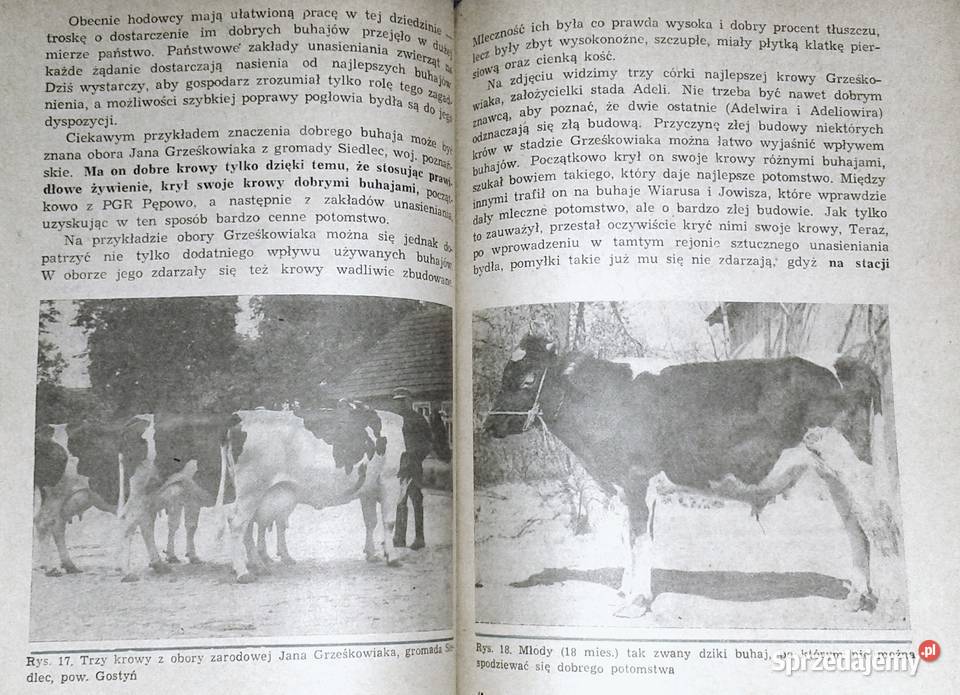 Krowa mleczna Henryk Jasiorowski Kultura i Rozrywka Chełm