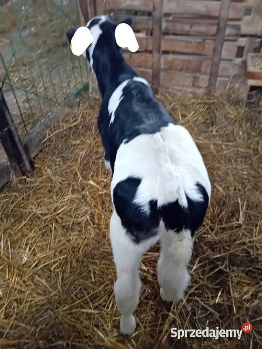 2jalowki krow mlecznych Rossosz