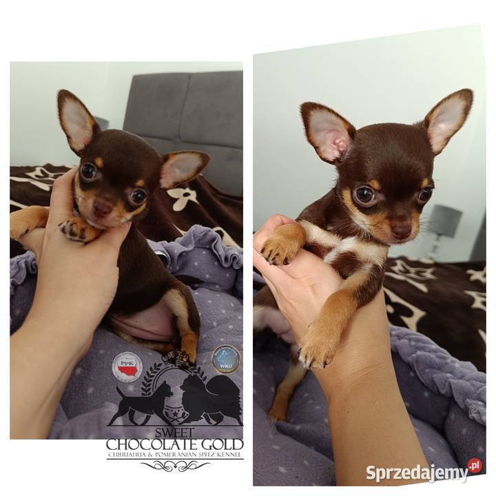 Chihuahua krótkowłosa czekoladowa suczka rodowód Bełchatów