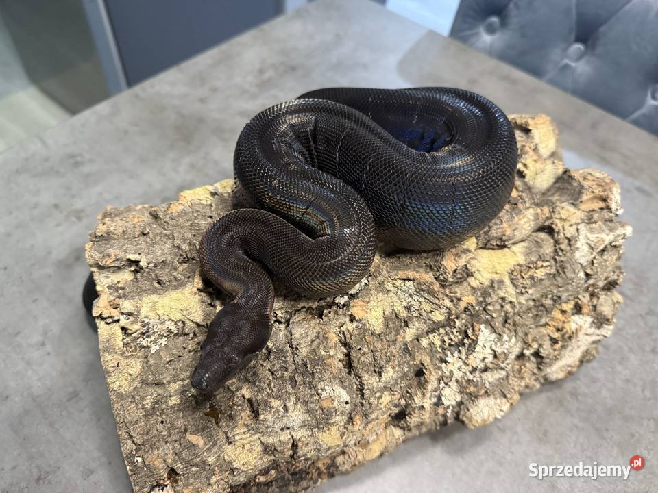 Boa Cesarski IMG MOTLEY Bydgoszcz