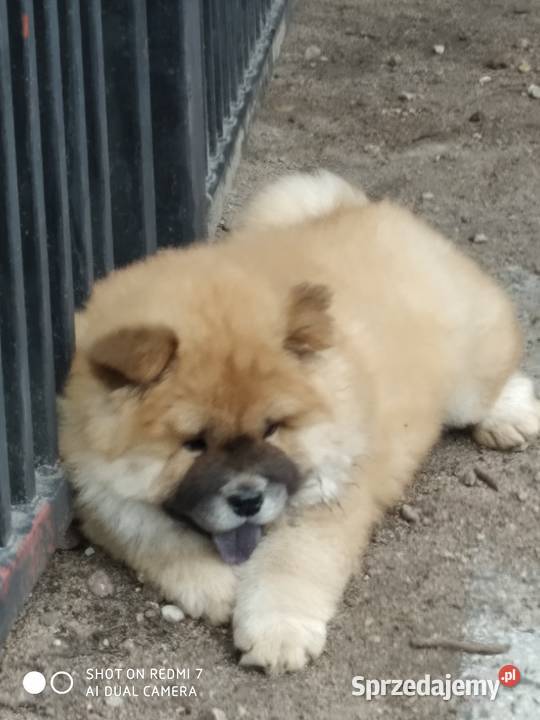 chow chow