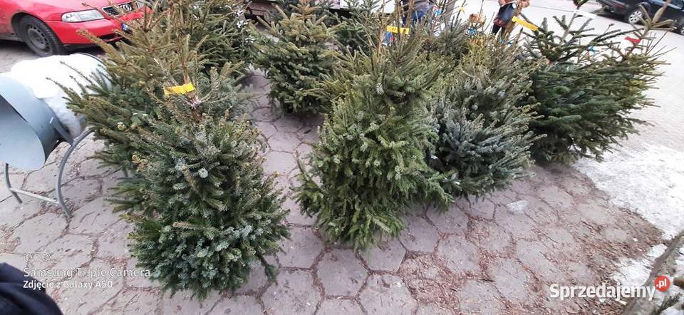 Choinki dowóz Producent lubelskie
