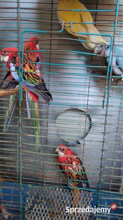 Papugi Rozelle gorskie baranandy łódzkie