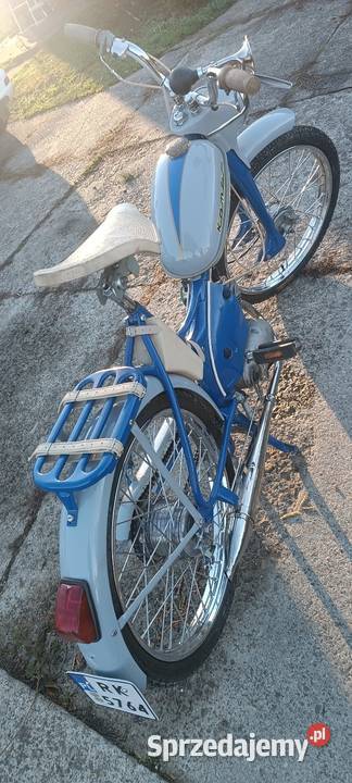 Komar sztywniak podkarpackie Krosno