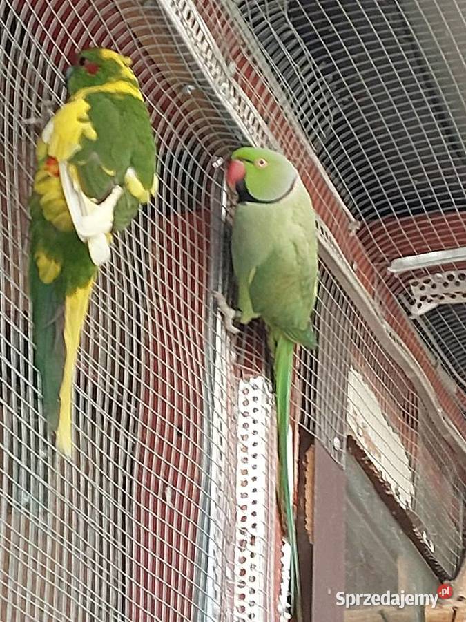 Modrolotka Czerwonoczelna Samiec Nowa Sól