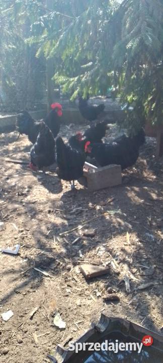 Sprzedam jaja lęgowe kur rasy austrolorp Sarnów